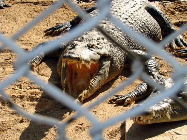 Таиланд. Паттайя. Фото с экскурсии на крокодиловую ферму.