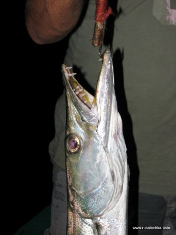 Таиланд. Паттайя. Морская рыбалка на крупную рыбу.