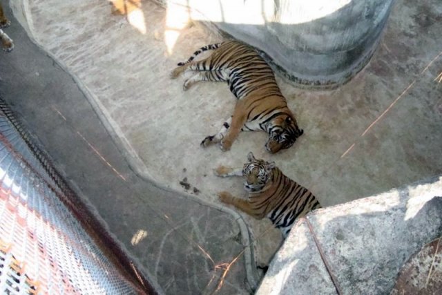 Таиланд. Паттайя. Фото с Тигровый зоопарк.