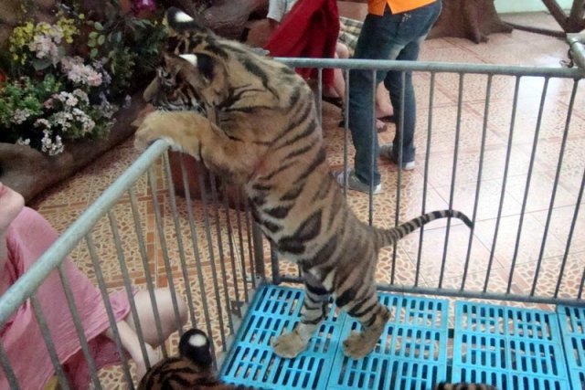 Таиланд. Паттайя. Фото с Тигровый зоопарк.