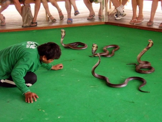 Тайланд. Паттайя. Фото с экскурсии на змеиную ферму.