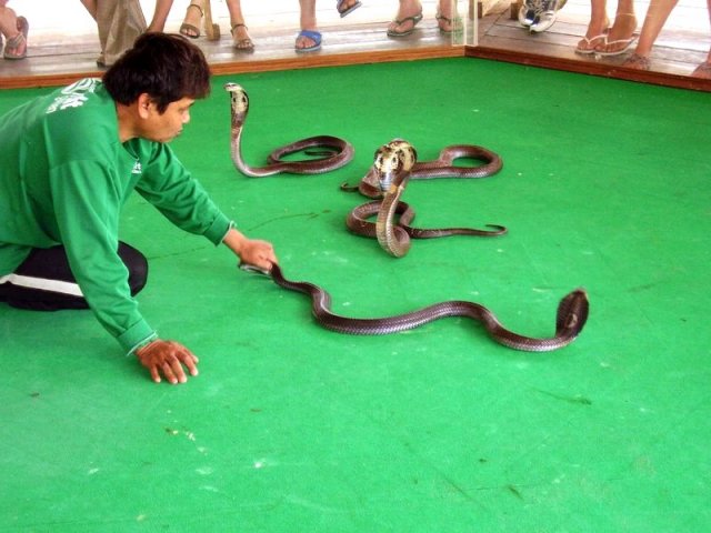 Тайланд. Паттайя. Фото с экскурсии на змеиную ферму.